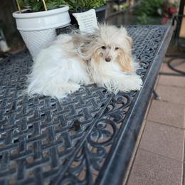 Queen - Chinese Crested
