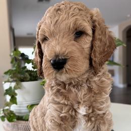Jagger - Cream male Goldendoodle puppy in Gilbert, Arizona from DogHouse Doodles
