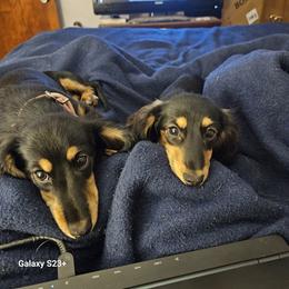 Dachshund Puppies from Mac Fam Dachshunds