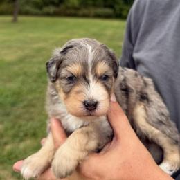 Brooks - Blue merle male Bernedoodle puppy in Warrensburg, Missouri from Dreamer Ridge Puppies