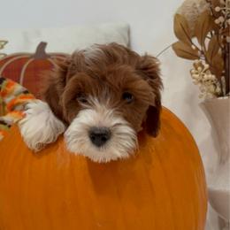 Chewie- Ready to go home - Red  male Goldendoodle puppy in Mesa, Arizona from AZ River Doodles