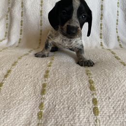 Dachshund Puppies from Destiny's Dachshunds