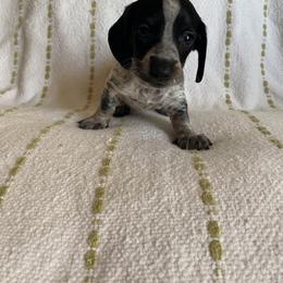 Dachshund Puppies from Destiny's Dachshunds
