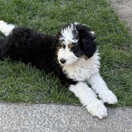 Aussiedoodles from Bright Aussiedoodles