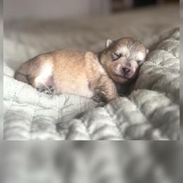 Girl 1 - Wolf sable female Pomsky puppy in Grass Valley, California from Karalot Pomskies