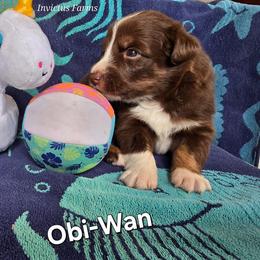 Obi-Wan - Red tri-color male Australian Shepherd puppy in Smithfield, Utah from Invictus Farms