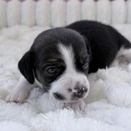 Pocket Beagle Haylee - Black white and tan female Beagle puppy in Gentry, Arkansas from HC Puppy Ranch