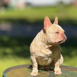 Ghost Pepper - French Bulldog