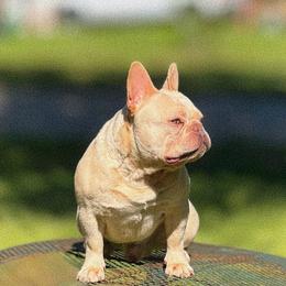 Ghost Pepper - French Bulldog