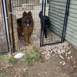 Swarek - German Shepherd