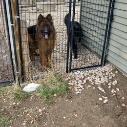 Swarek - German Shepherd