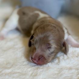 Java - Dapple male Dachshund puppy in Duncanville, Alabama from Bear Creek Dachshunds