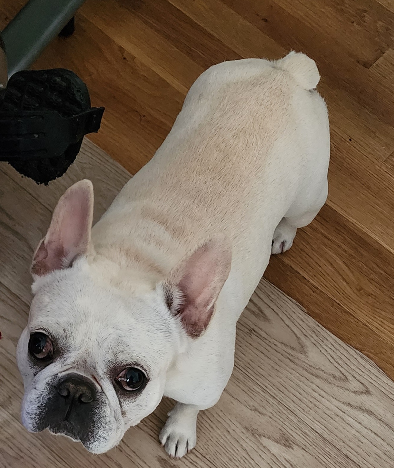 French Bulldog All Grown Up from TOP Bred Frenchies by Jill