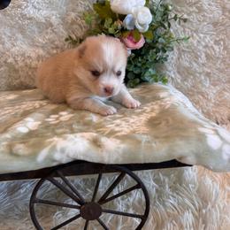 Girl 1 - Merle female Pomsky puppy in Bucyrus, Missouri from Hill Top Pomskies