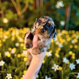 Snow - Dapple female Dachshund puppy in Westport, Kentucky from Lonestar Creek Farm