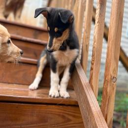Fortune - Black white and tan female Collie puppy in Amherst, Virginia from Clearvu Kennels