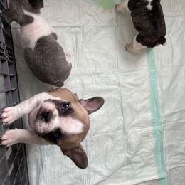 French Bulldog Puppies from Elite Bullies Miami