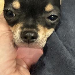 Chihuahua Puppies from McQueen’s Chi”s