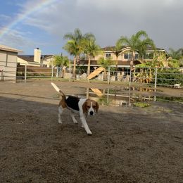 Bo - Beagle