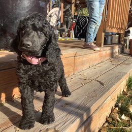 Poodle Puppies from Casey's AKC Standard Poodles
