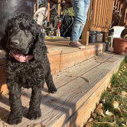 Poodle Puppies from Casey's AKC Standard Poodles