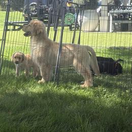 Golden Retriever Puppies from Canyon Ridge Goldens
