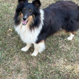 Ziggy - Shetland Sheepdog