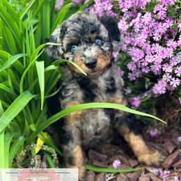Wednesday Addams - female Australian Mountain Doodle puppy in Corydon, Indiana from Ridgeline Doodles