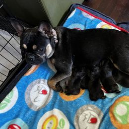 French Bulldog Puppies from Ayala’s