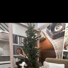 Kumi - Miniature Schnauzer