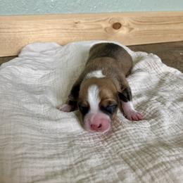 Boy 4 - Sable male Pembroke Welsh Corgi puppy in Saratoga, Wyoming from Maria's Pembroke Welsh Corgis