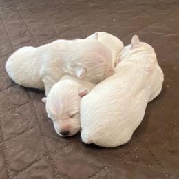 Boy 1 - White male West Highland White Terrier puppy in Idabel, Oklahoma from Ravens Nest Westies