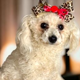 Little Bitty - Poodle