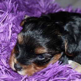 Poodles, Yorkipoos, and Yorkshire Terriers from Effervescent-Pooches