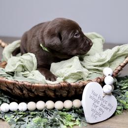 Labrador Retriever Puppies from AGL Retrievers
