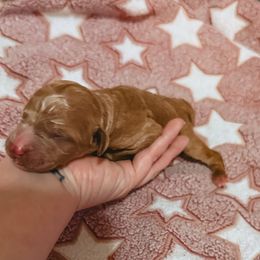 Apricot Female - Apricot female Poodle puppy in Phoenix, Arizona from Moonshine Kennels AZ