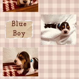 Mr. Blue - Black brown and white male Basset Hound puppy in Lagrange, Georgia from Tall Oak Bassets