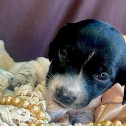 Dachshund puppies from Snarky Doxy Miniature Dachshunds