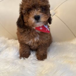 Rufus - Red  male Goldendoodle puppy in Davie, Florida from Daviegoldendoodles
