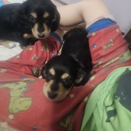 Dachshund Puppies from Grand mesa mini dachshund