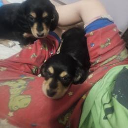 Dachshund Puppies from Grand mesa mini dachshund