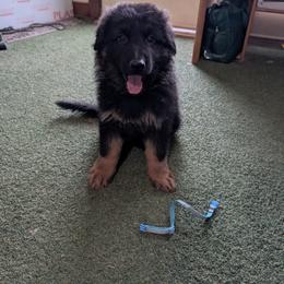 Puppy B - Black and red male German Shepherd puppy in Stuarts Draft, Virginia from Shengulli Shepherds