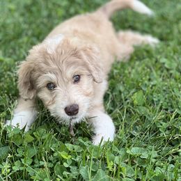 Aussiedoodle Puppies from A Dose Of Doodle
