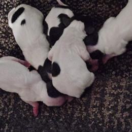 Akc papillon - White black and tan male Papillon puppy in Fulton, Missouri from Papillon Love