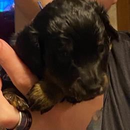 NICKI AKC REGISTERED MALE - Black and tan male Dachshund puppy in Elizabethtown, Kentucky from Teeny Tiny Puppy Tails