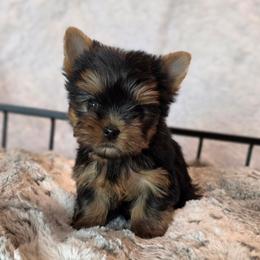 Bitty - Black and gold female Yorkshire Terrier puppy in Luray, Tennessee from Little Angel Yorkies