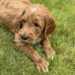 Goldendoodle Puppies from Puppy Love