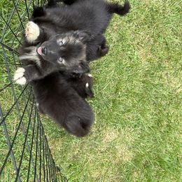 Siberian Husky Puppies from Rose Trail Siberian’s