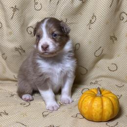 Boy 2 - Red tri-color male Australian Shepherd puppy in Spring Grove, Pennsylvania from Transcendence Australian Shepherds