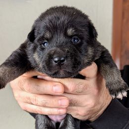 Pink Girl - Säde - Black and tan female Lapponian Herder puppy in Prattsburgh, New York from Maalattu Koirankoppi Lapponian Herders